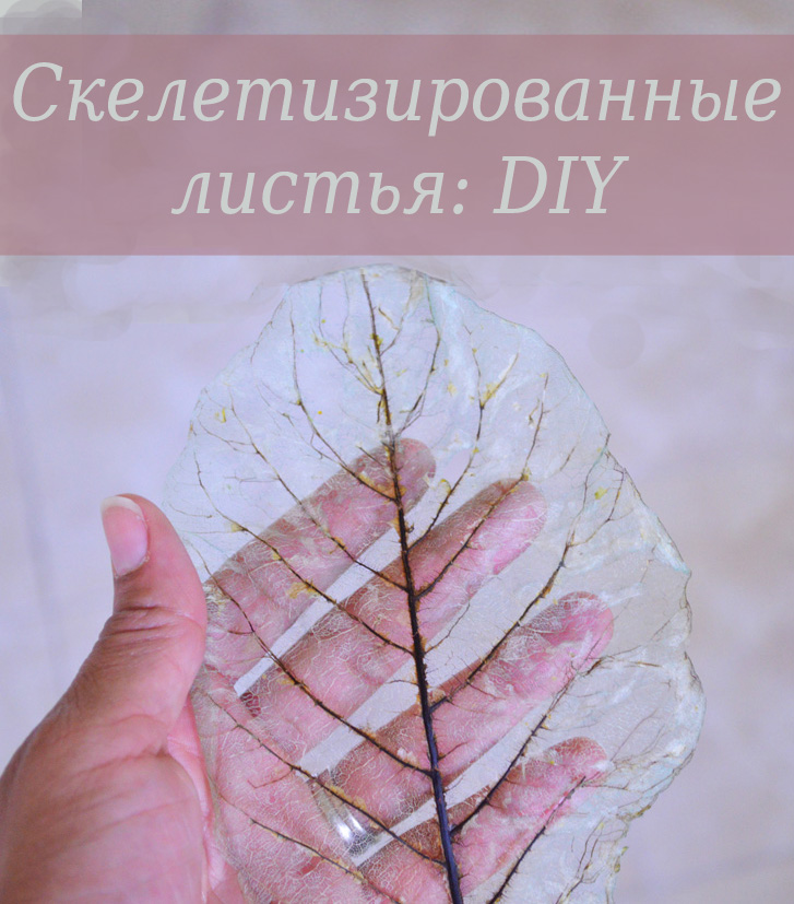 Как сделать скелет листа