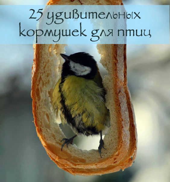 25 кормушек для птиц
